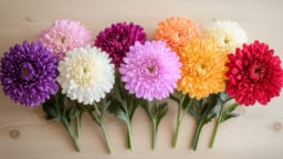 Chrysanthemum Colors in Bloom Chrysanthemum flowers in a variety of colors blooming beautifully.