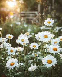 Beautiful Daisy Flower in Full Bloom Beautiful daisy flower in bloom, showcasing vibrant petals and green foliage.