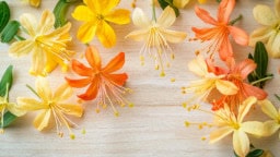 Honeysuckle colors showcasing beautiful hues in nature.