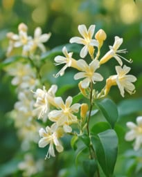 Beautiful honeysuckle flower in full bloom against a vibrant green background.