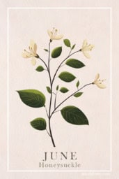 Vintage honeysuckle floral print showcasing delicate blossoms and soft colors.