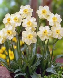 Bright jonquil flowers blooming in spring, showcasing vibrant yellow petals and lush greenery.