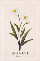 Vintage jonquil print artwork featuring delicate yellow flowers and intricate details.