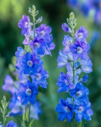 Larkspur: Flower Blooms in Nature Beautiful larkspur flower in vibrant colors, showcasing its delicate petals and natural beauty.