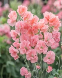 Sweet Pea Flower in Bloom Delicate sweet pea flowers in vibrant colors thriving in a lush garden setting.