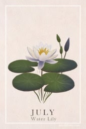 Vintage Water Lily Floral Print Design Vintage waterlily print showcasing elegant flowers and tranquil pond reflections.