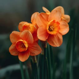 Orange daffodil blooming in a sunny garden setting.