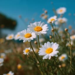 White daisy blossom on a green background, perfect for floral decor and nature themes.