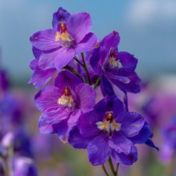 Purple larkspur flowers in full bloom, perfect for garden landscaping.