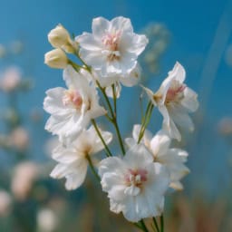 White larkspur flowers in full bloom, perfect for gardens and floral arrangements.