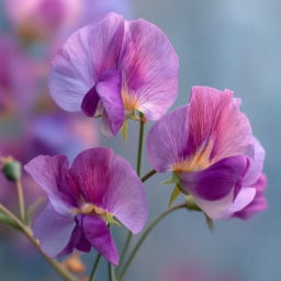 Vibrant purple sweet pea flowers blooming gracefully in a garden setting.