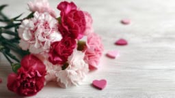 Fresh Carnations for Valentine's Day Fresh carnations for Valentine's Day romantic gesture