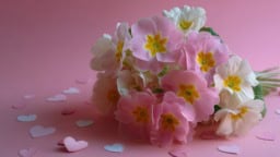 Beautiful primrose flowers for Valentine's Day gift ideas
