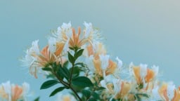 Honeysuckle flowers blooming against a soft white and yellow backdrop