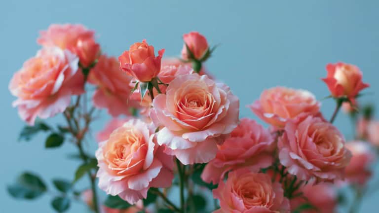 A beautiful background of blooming roses in June